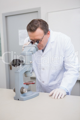 Scientist examining petri dish with microscope