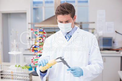 Scientist measuring corn with gloves and protective mask