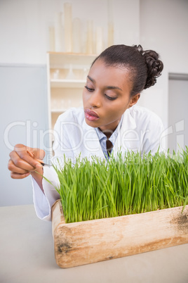 Scientist examining sprouts