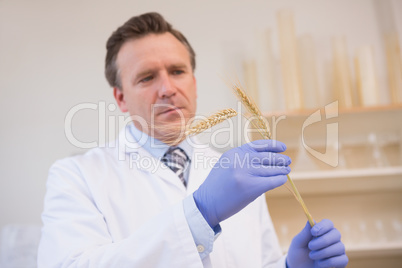 Scientist examining sheaf