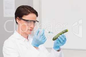 Scientist working attentively with courgette