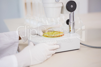 Scientist looking at petri dish with microscope