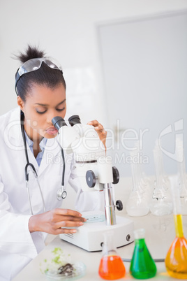 Scientist looking at petri dish under microscope