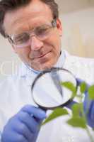 Scientist examining plants with magnifying glass