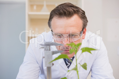 Scientist measuring plants