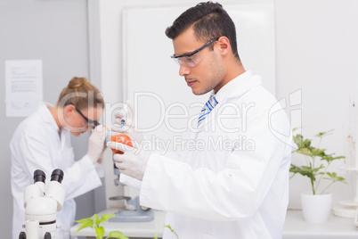 Scientist injecting a tomato