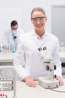 Scientist examining petri dish with microscope