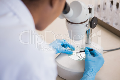 Scientist examining petri dish under microscope