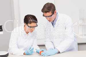 Scientists working attentively with tomato