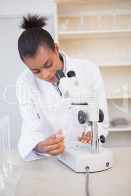 Scientist examining petri dish under microscope