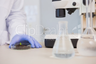 Scientist examining leaf in petri dish