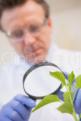 Scientist examining plants with magnifying glass