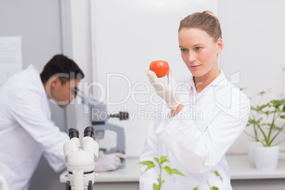 Focus scientist looking at tomato