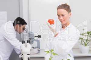 Focus scientist looking at tomato