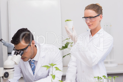 Scientists examining plants