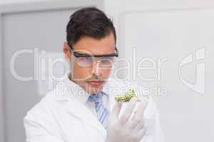 Scientist holding a petri dish with tests of plants