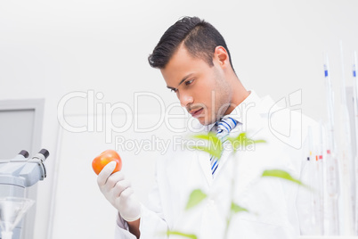 Perplex scientist looking at tomato