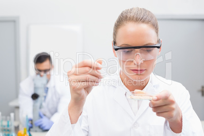 Scientist examining petri dish