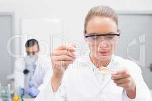 Scientist examining petri dish