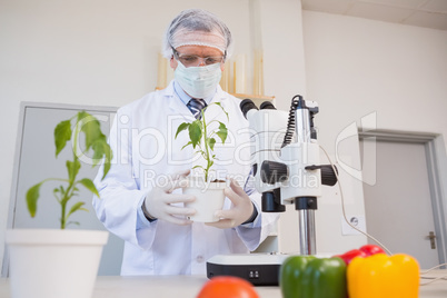 Food scientist looking at green plant