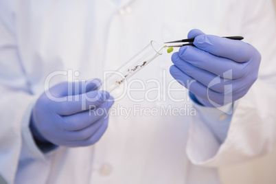 Scientist doing experimentations in plants