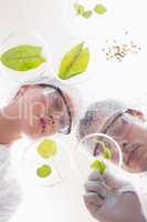 Scientists examining leafs in petri dish