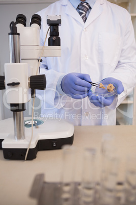 Scientist examining pieces of bread