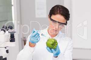 Scientist working attentively with green pepper