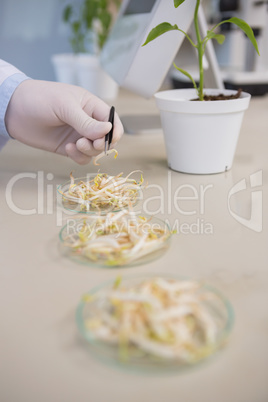 Scientist examining seeds of soya