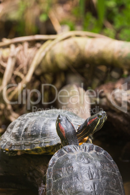 Two terrapin turtles