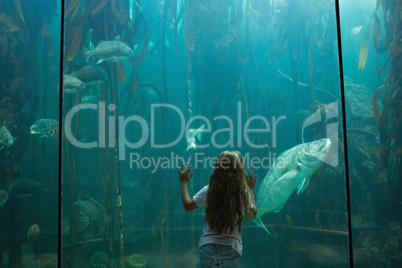 Little girl looking at fish tank