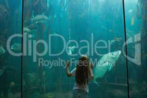 Little girl looking at fish tank