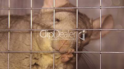 chinchilla in the cage