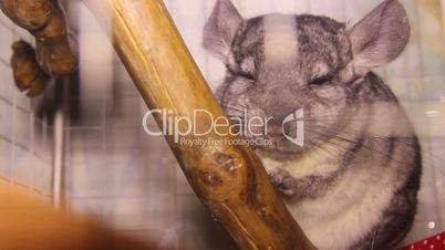 chinchilla in the cage