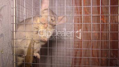 chinchilla in the cage