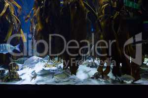 Seaweed in fish tank