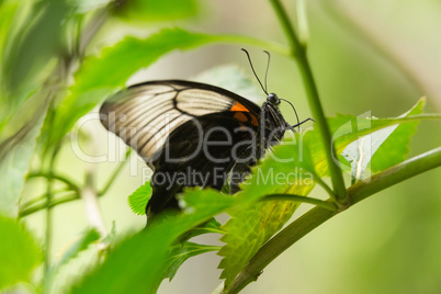 A close up of a leaf with butterfly