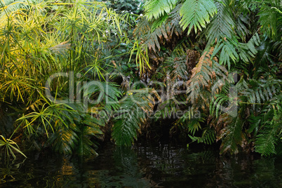 Green ferns in tropical forest