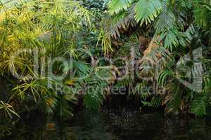 Green ferns in tropical forest