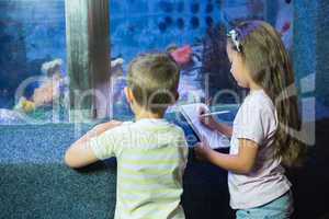 Cute siblings looking at fish tank
