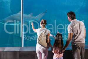 Happy family looking at shark