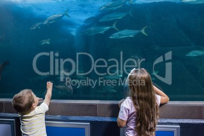 Little siblings looking at fish tank