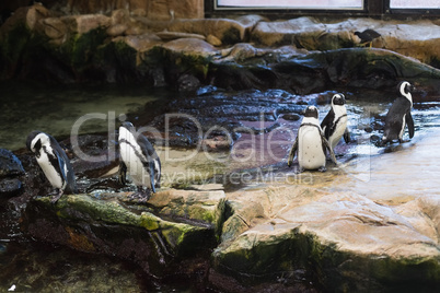 Penguins in their enclosure