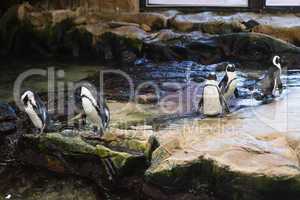 Penguins in their enclosure