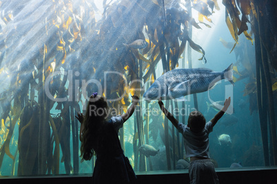 Little siblings looking at fish tank