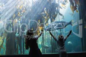 Little siblings looking at fish tank