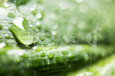 A close up of a leaf