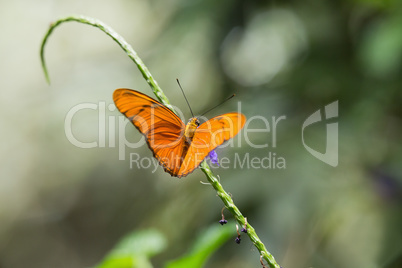 Butterfly on green stalk