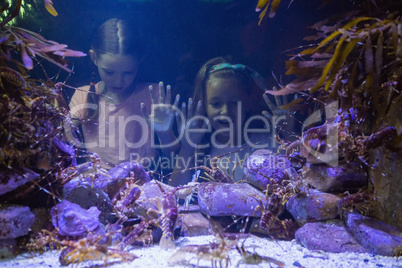 Cute girls looking at fish tank