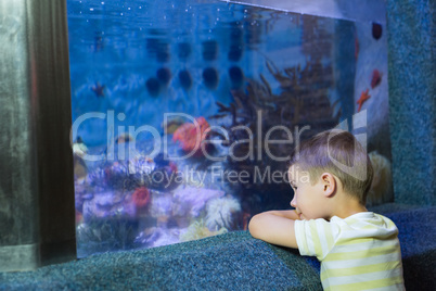 Cute boy looking at fish tank